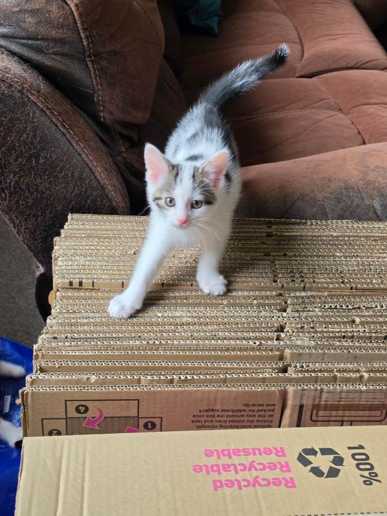 Gorgeous kittens readt to leave now 