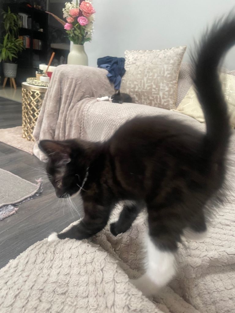 Kitten 