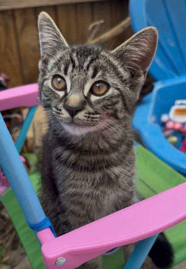 Male kitten 3 months old