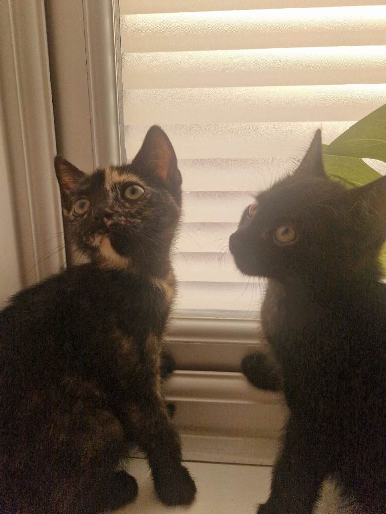 2 female kittens for sale 10 weeks old 