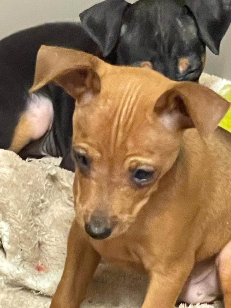Miniature Pinscher Puppies for Sale – Private Litter