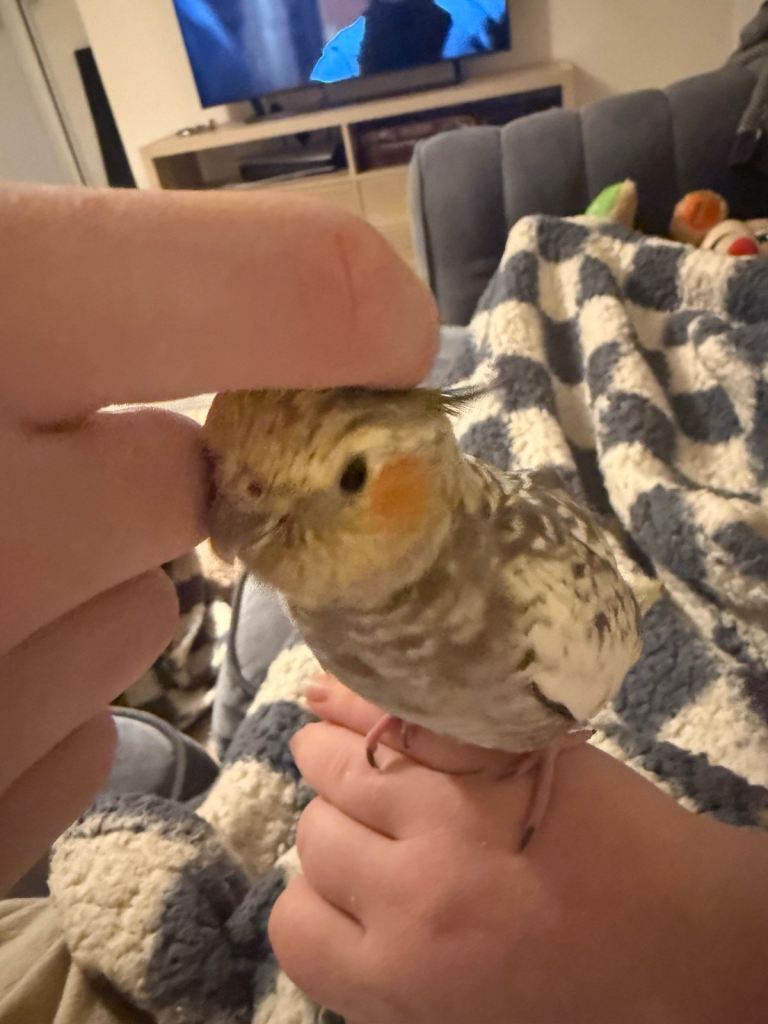 Female cockatiel 