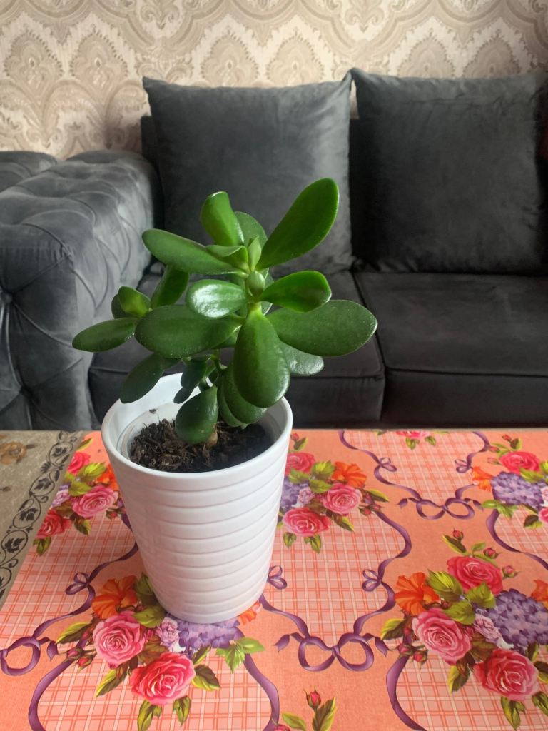 image for Lovely jade plant 