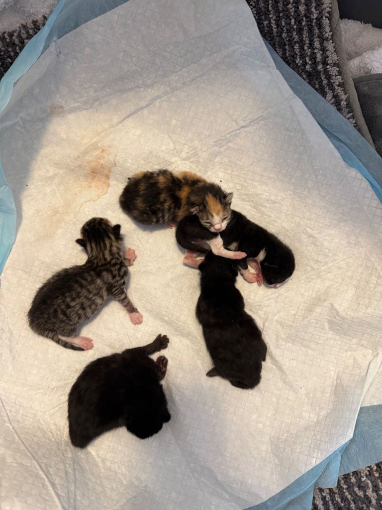 Kittens