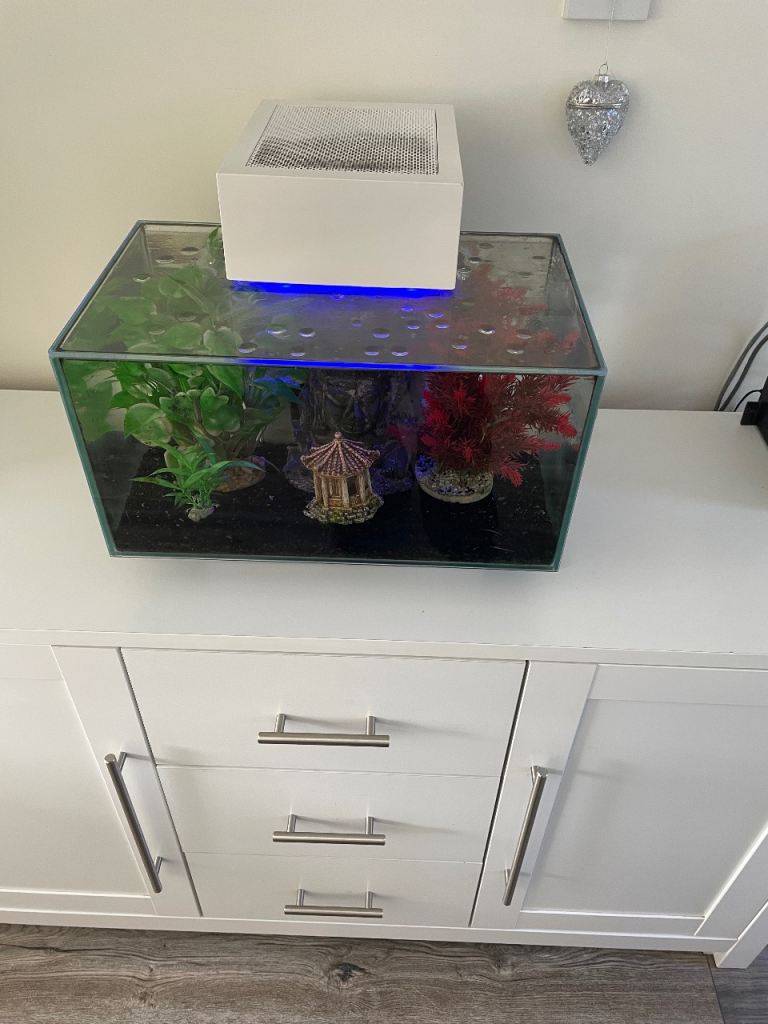 Fish Tank The Fluval Edge 23L with fish. 