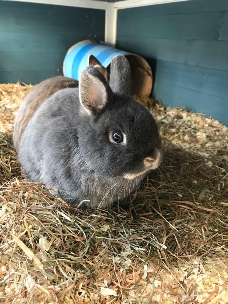 2 netherland dwarf rabbits 7 months old