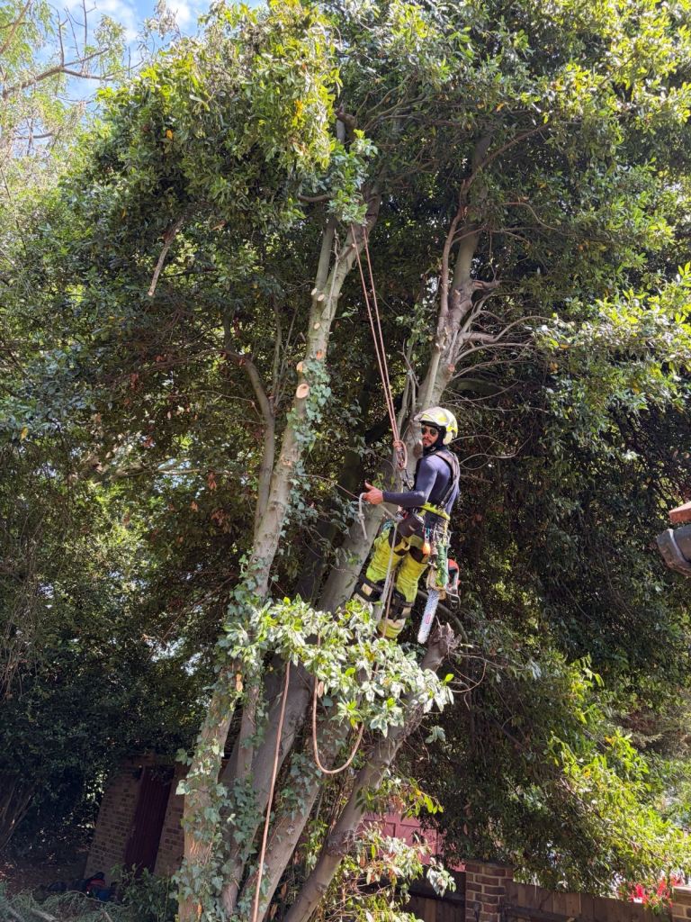  tree cutting tree surgeon stump removal tree service tree service 
