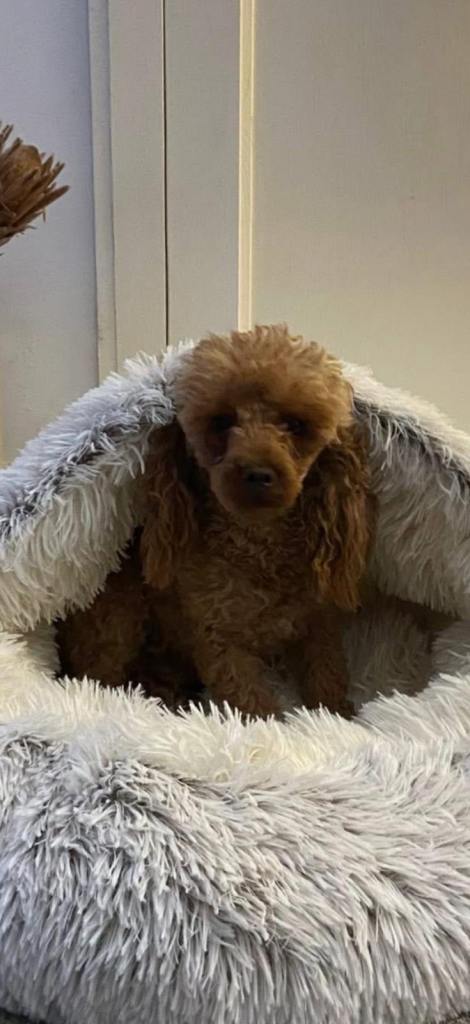 One boy miniature f1 cockapoo | in Cwmbran, Torfaen | Gumtree