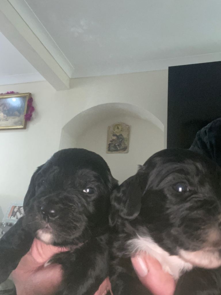 Cockapoo health clear KC parents ✅BLACKS ONLY ✅