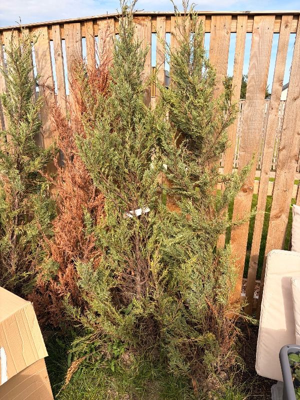 Conifer Trees