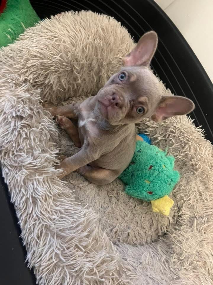 French bulldog puppy