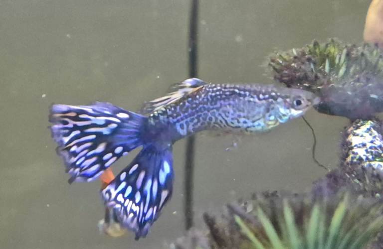 Young guppy fish