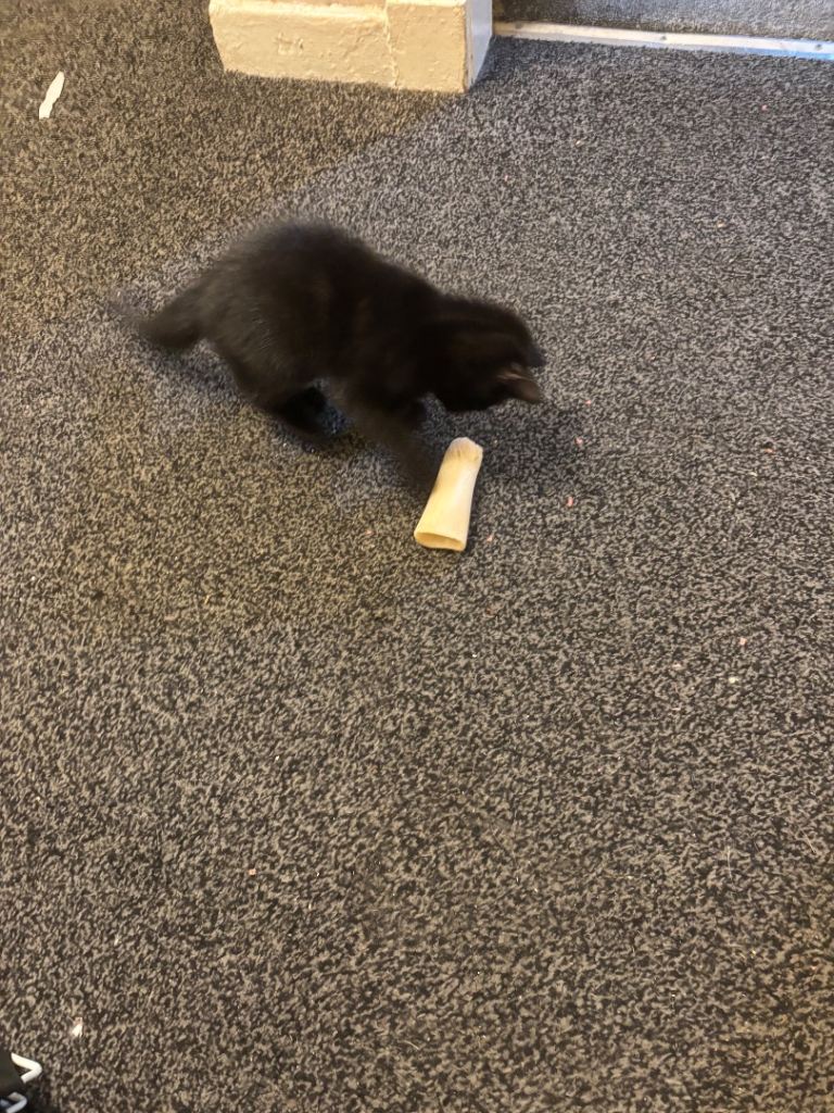 Black kitten **SOLD**