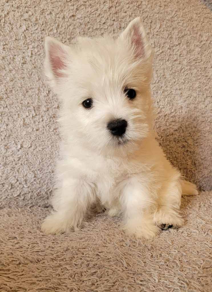 Beautiful RKC West Highland White Terrier