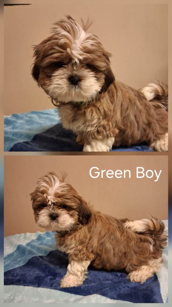 Beautiful Shih Tzu puppies