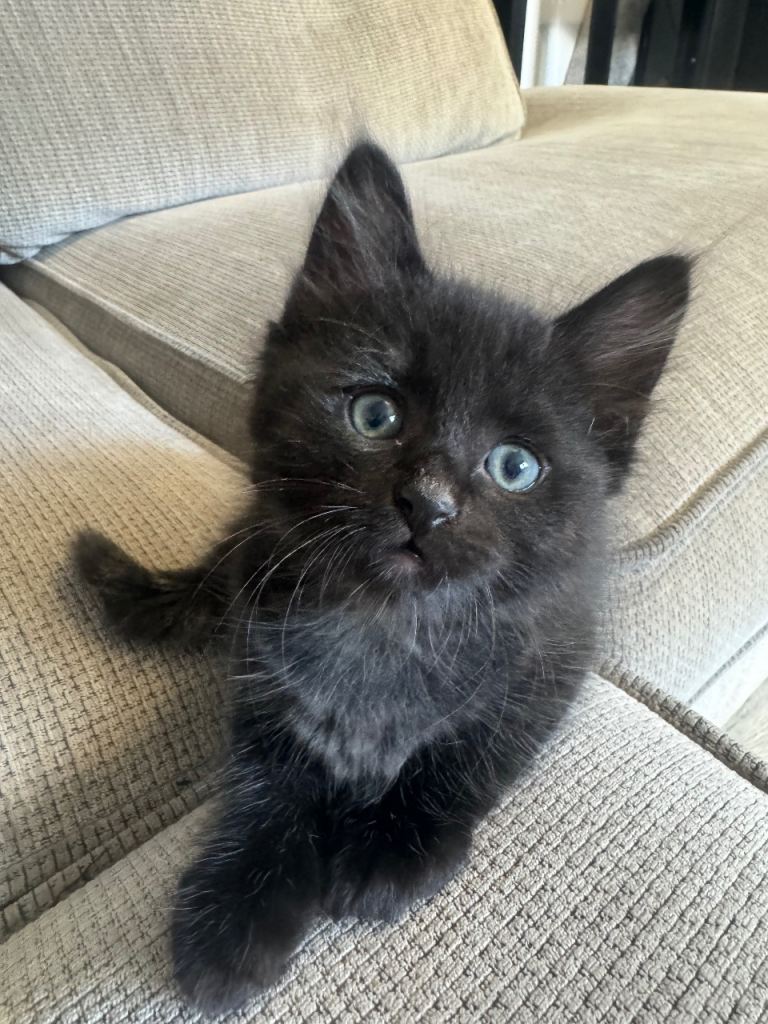 2 boy kittens left