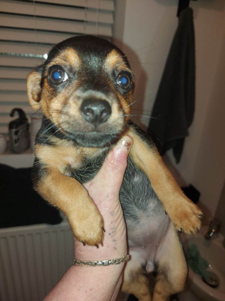 Stunning tiny breed mixed puppy 