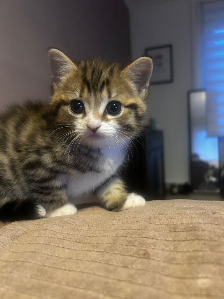 Beautiful tabby female kitten
