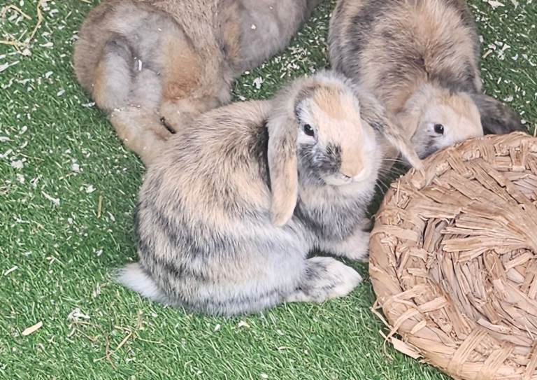 Minilop bunny/rabbits 