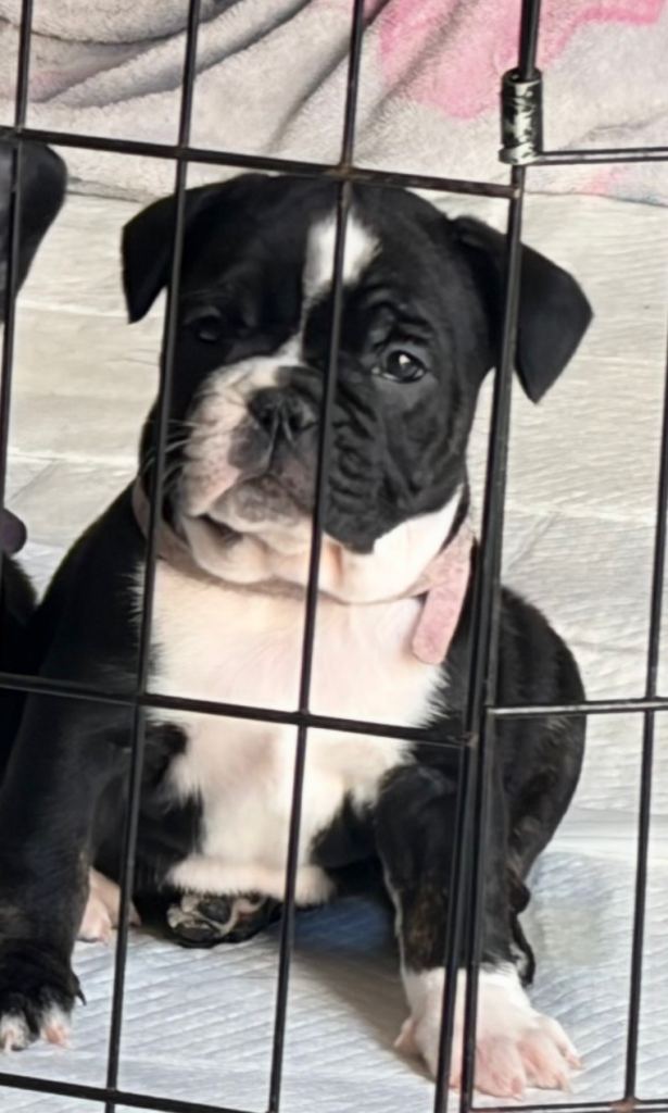 1 beautiful female Frenglish Bulldog puppies 