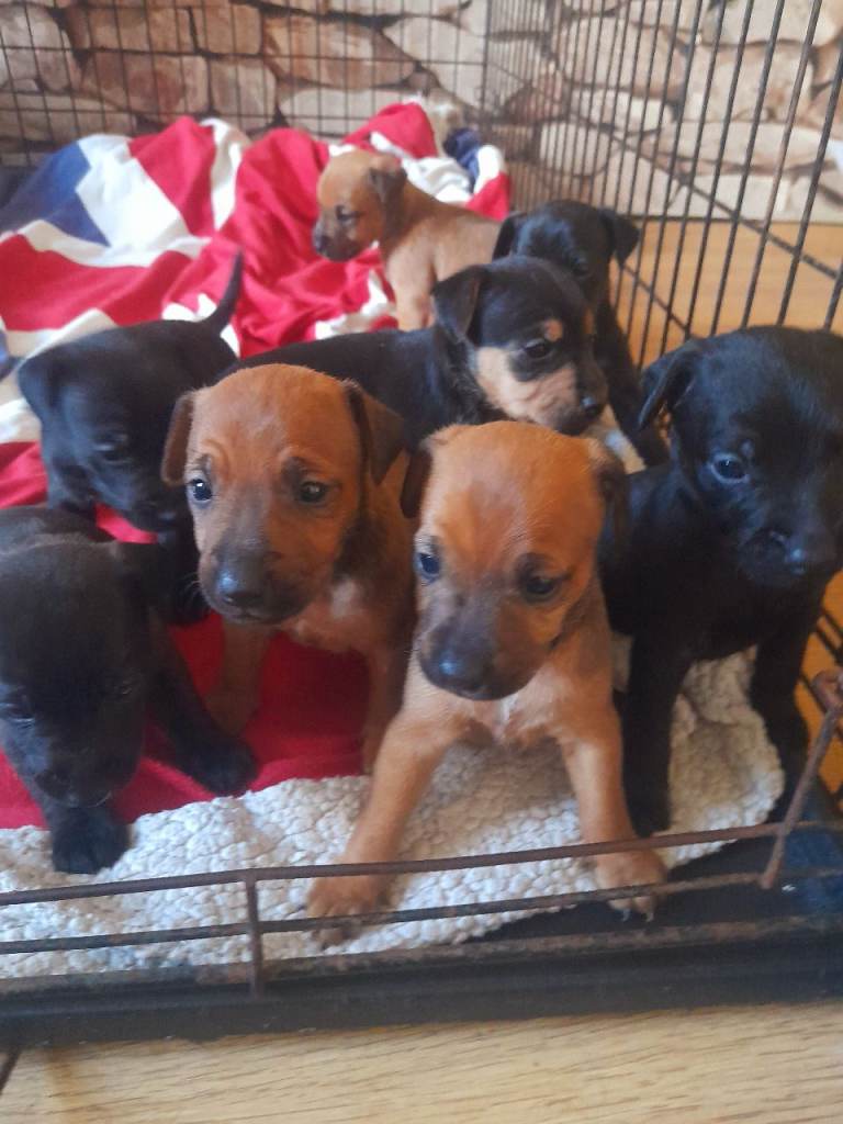 Lakeland terrier cross 