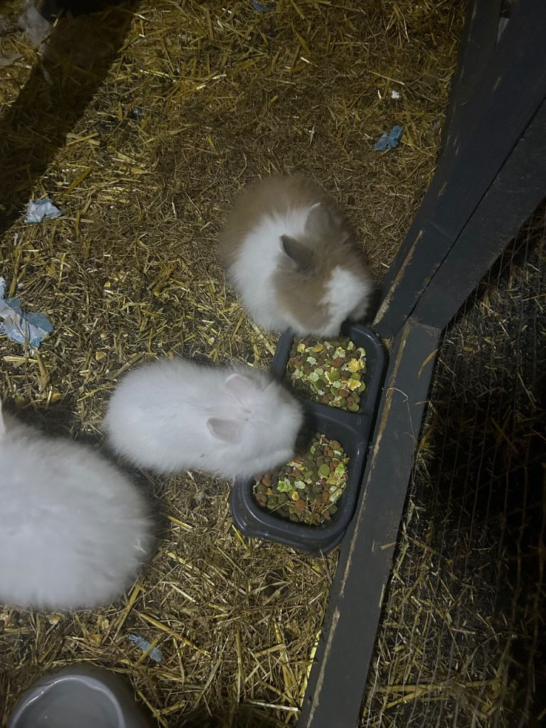 Baby lion head rabbits 