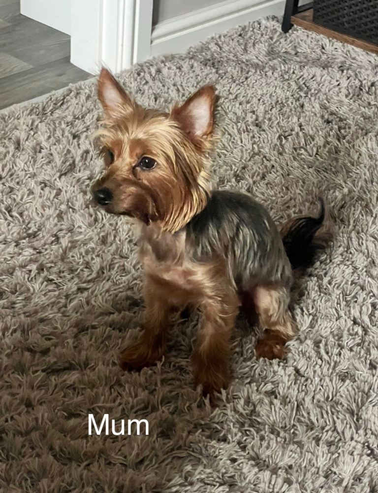 Yorkshire terrier puppies 