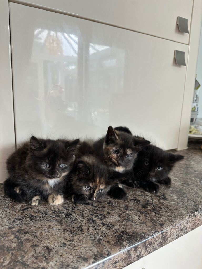 Kittens for sale 