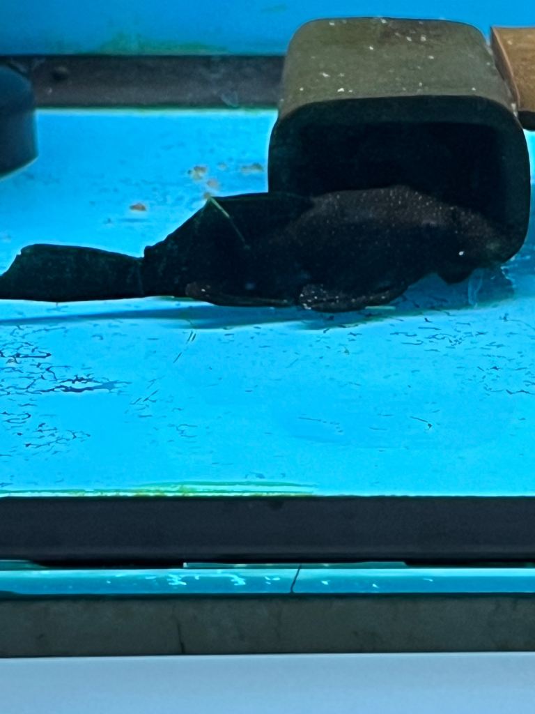 L181 Peppermint Plecos- Breeding Trio