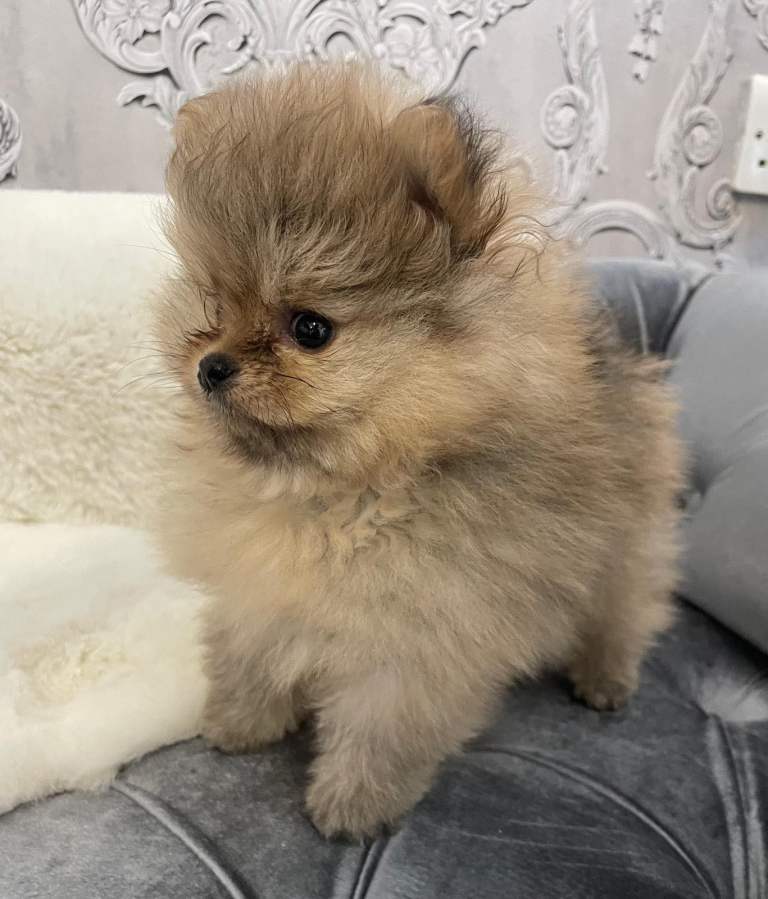 KC BEAUTIFUL BOY POMERANIAN PUPPYS 