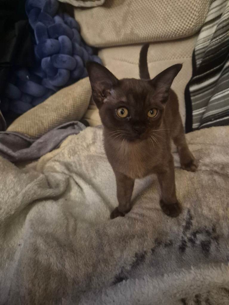 Beautiful Burmese Kitten – Loving, Playful Girl Looking for Her Forever Home 🐾
