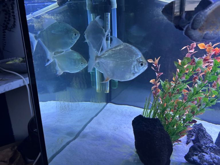 Tropical fish 