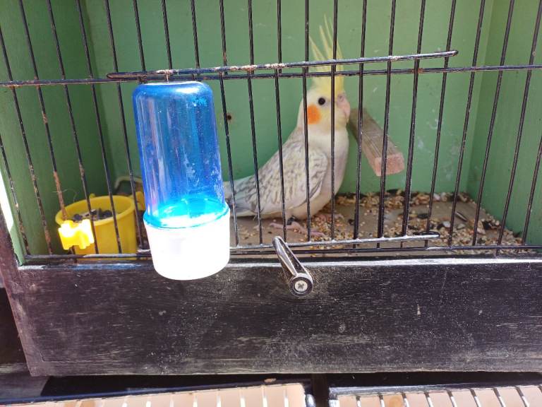 3 young cockatiels