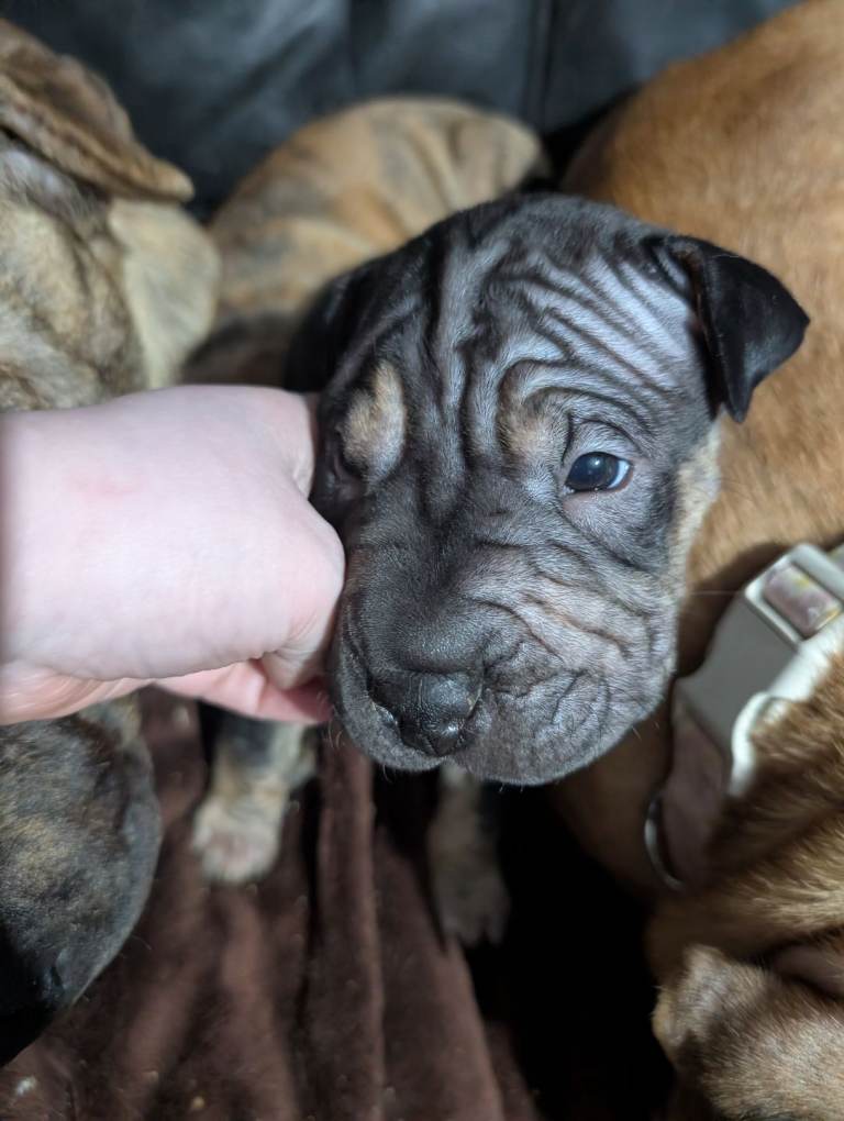 Only two left!! Shar Pei x Cane Corso cross