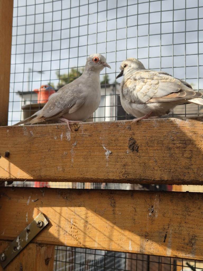 Diamond Doves