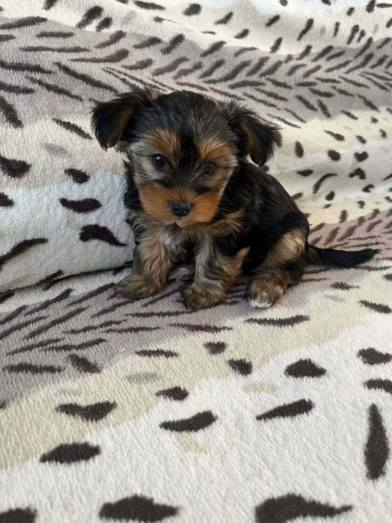 Yorkshire terriers mini