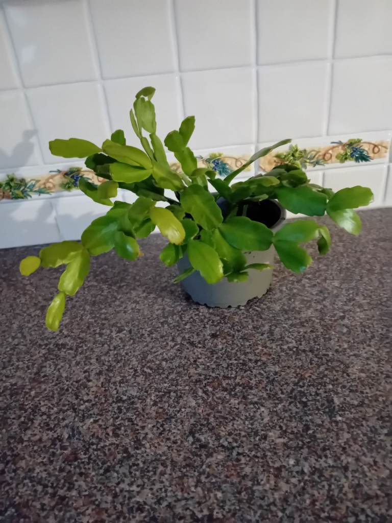  Christmas cactus will flower pink