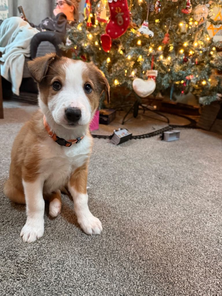 Border collie x Welsh collie