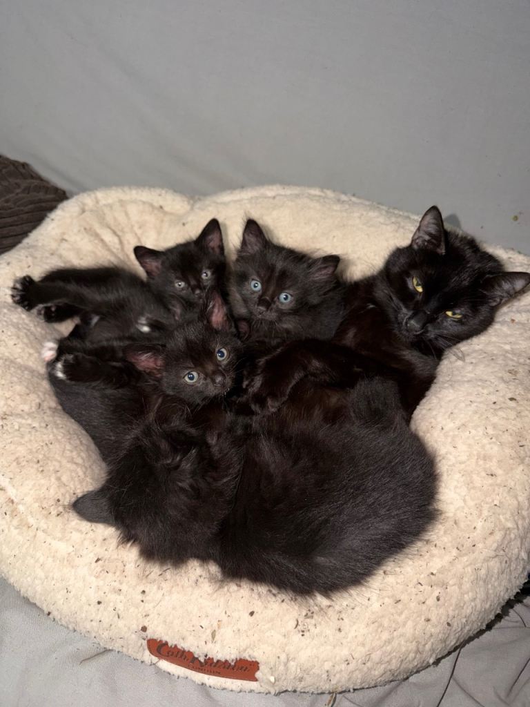 Kittens 