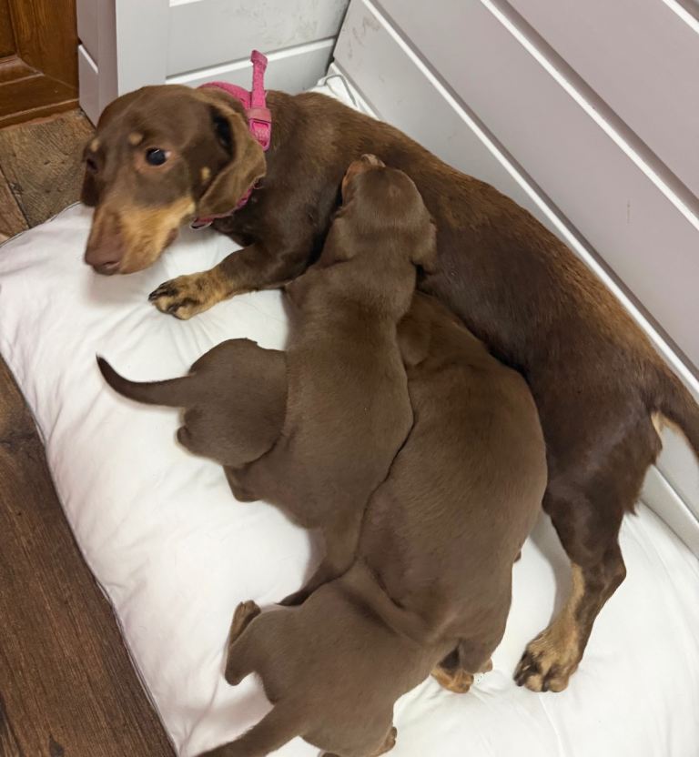 Puppies 