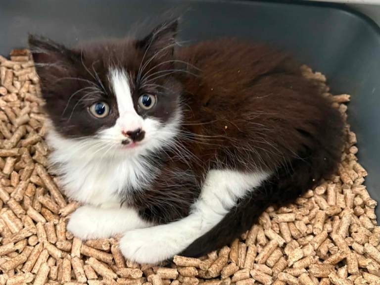 3 kittens