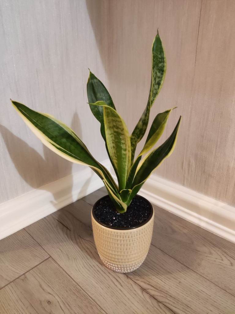 image for Plant with pot