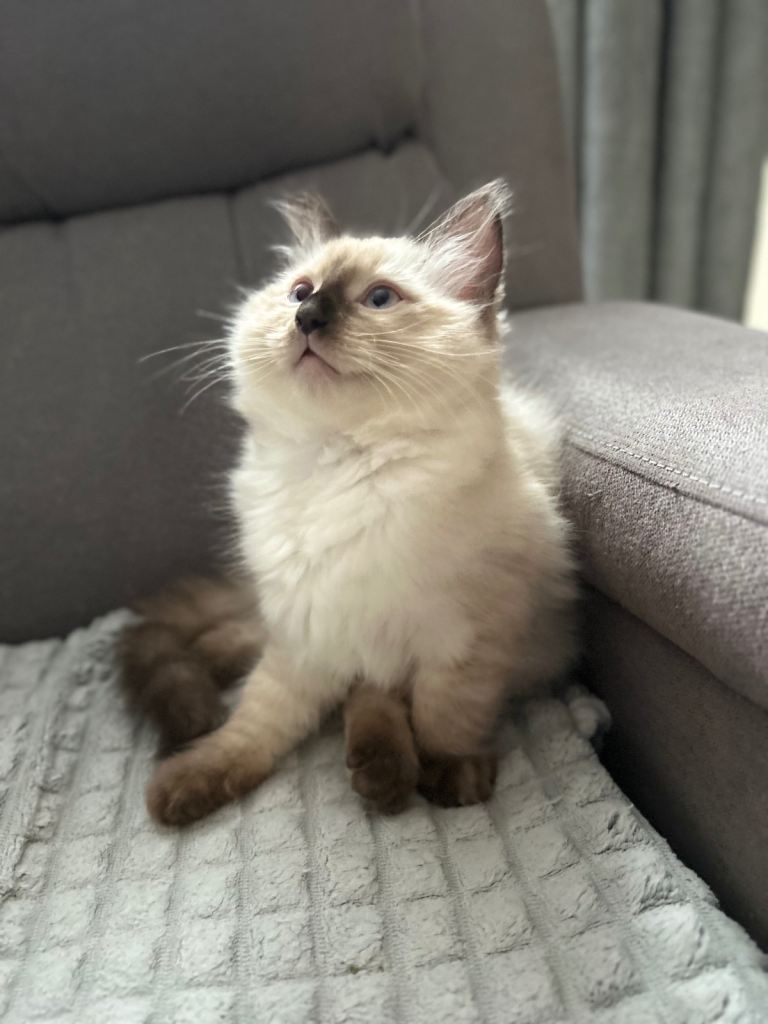 😻Beautiful Purebred Ragdoll Kittens 😻