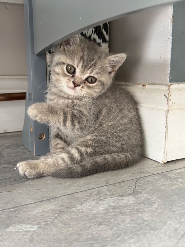Gorgeous British Shorthair kitten ready to leave