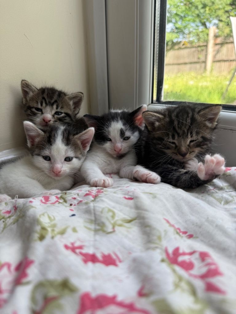 2 Kittens for sale 