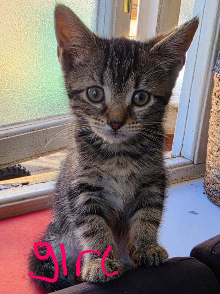 Kittens for sale