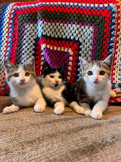 Kittens far sale