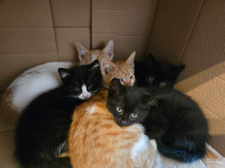 Kittens