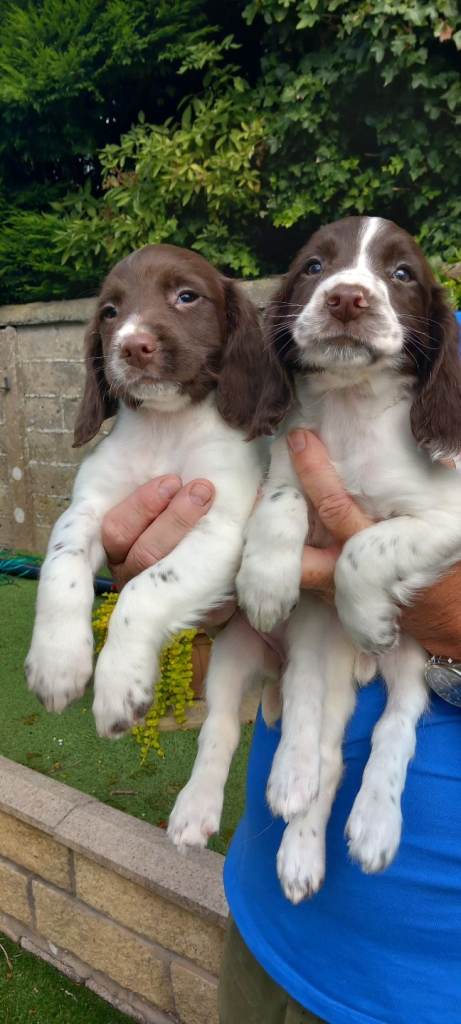 ESS puppies