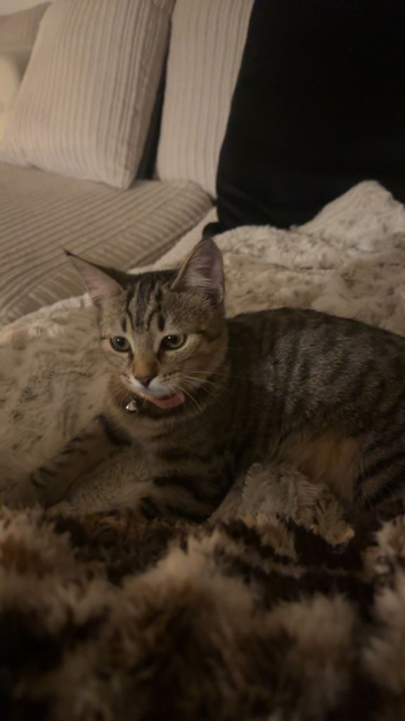 15-Week-Old Kitten – Maple – Loving & Affectionate 🐾